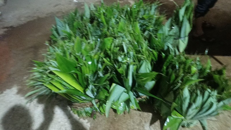 野生粽叶产地直发