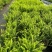 观叶植物肾蕨1加仑、2加仑、5加仑，基地有量，欢迎订购。
