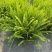 观叶植物肾蕨1加仑、2加仑、5加仑，基地有量，欢迎订购。