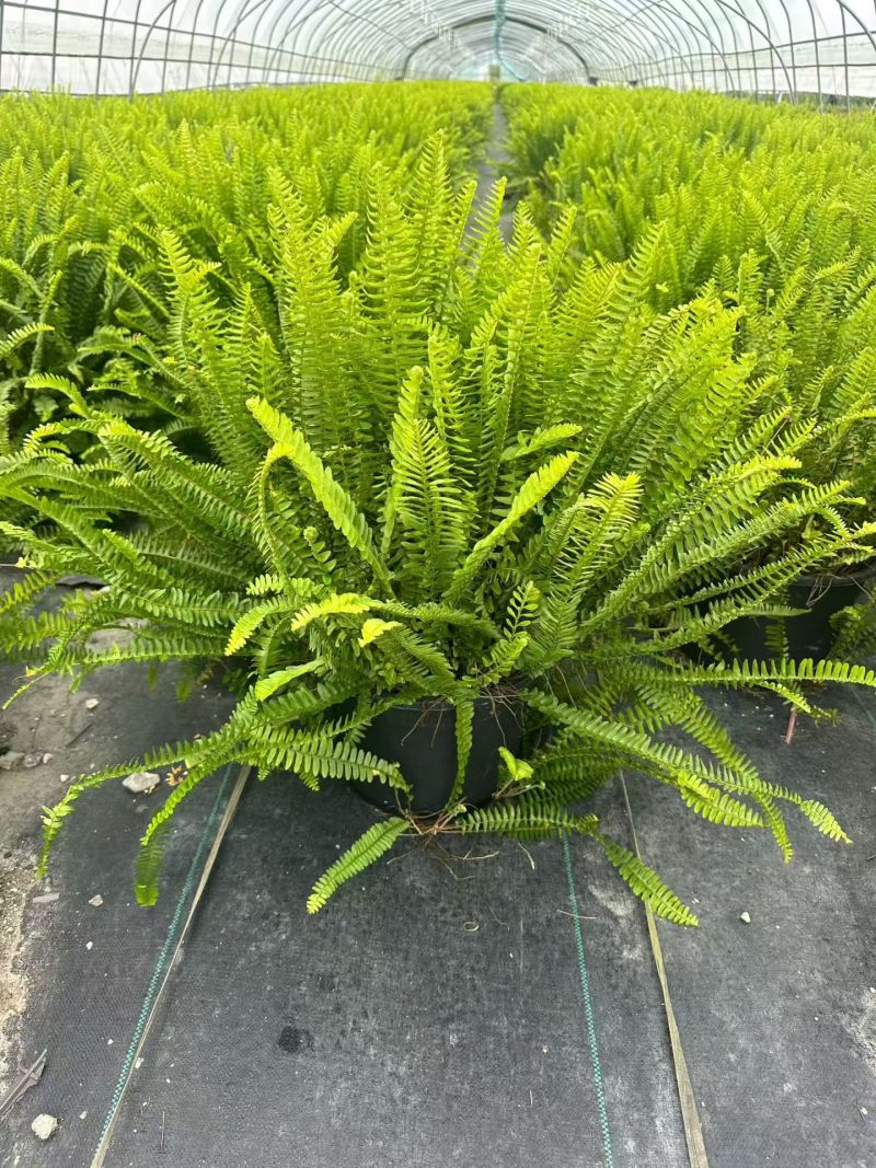 观叶植物肾蕨1加仑、2加仑、5加仑，基地有量，欢迎订购。
