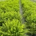 观叶植物肾蕨1加仑、2加仑、5加仑，基地有量，欢迎订购。