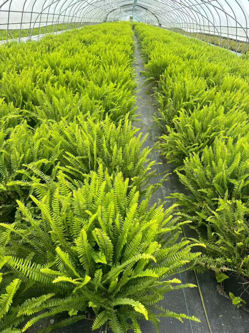 观叶植物肾蕨1加仑、2加仑、5加仑，基地有量，欢迎订购。