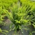 观叶植物肾蕨1加仑、2加仑、5加仑，基地有量，欢迎订购。