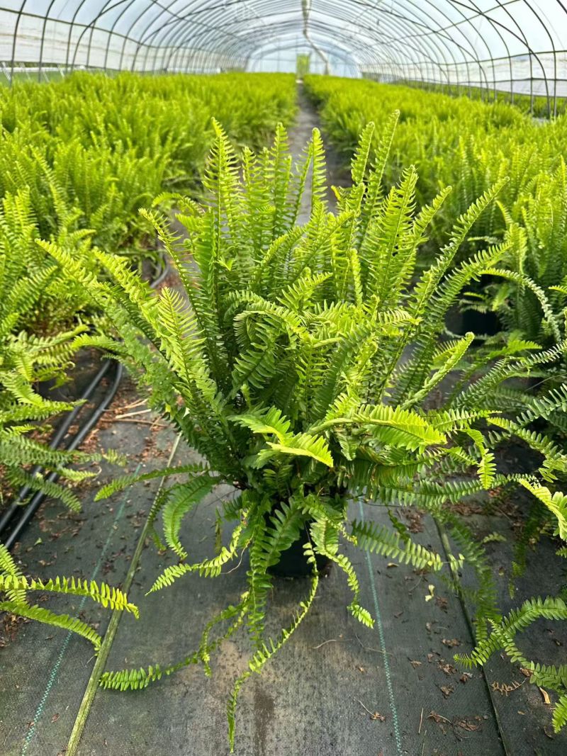 观叶植物肾蕨1加仑、2加仑、5加仑，基地有量，欢迎订购。