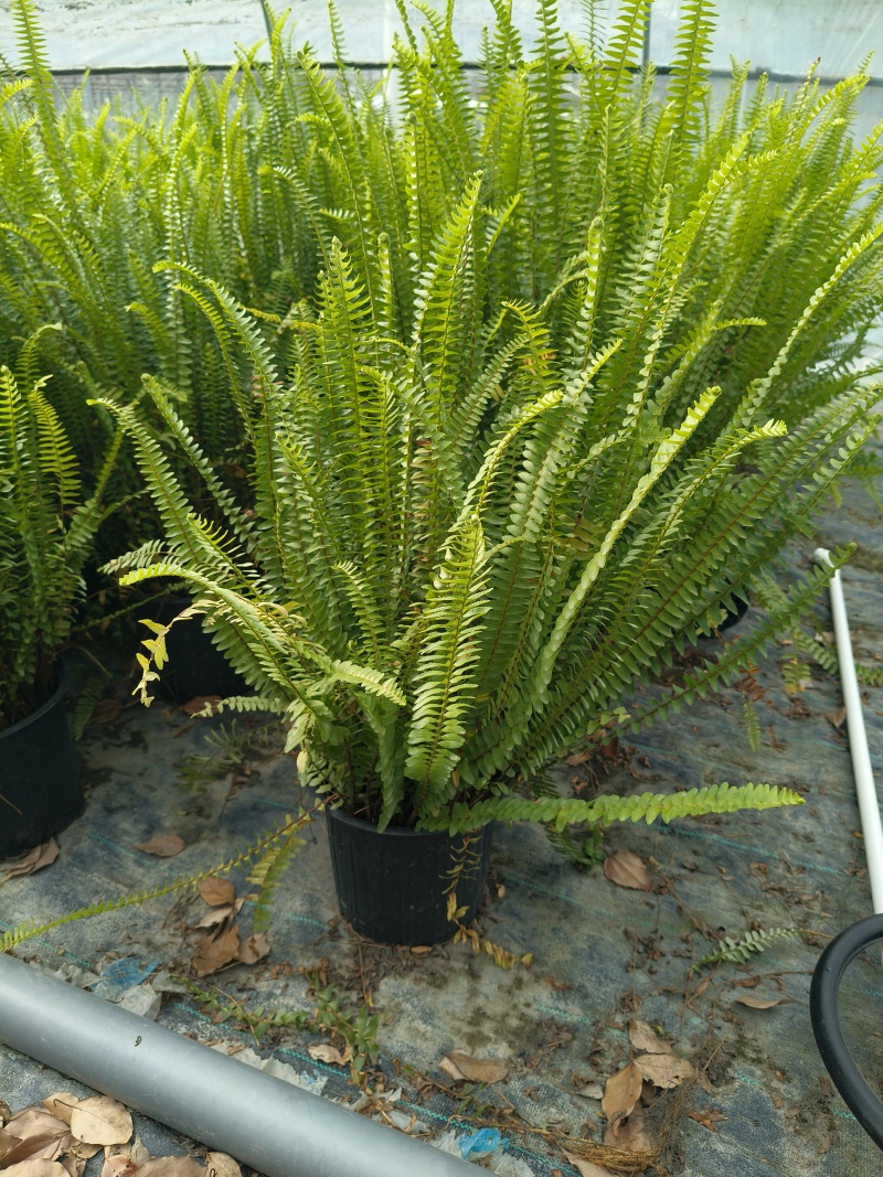 观叶植物肾蕨1加仑、2加仑、5加仑，基地有量，欢迎订购。