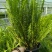 观叶植物肾蕨1加仑、2加仑、5加仑，基地有量，欢迎订购。