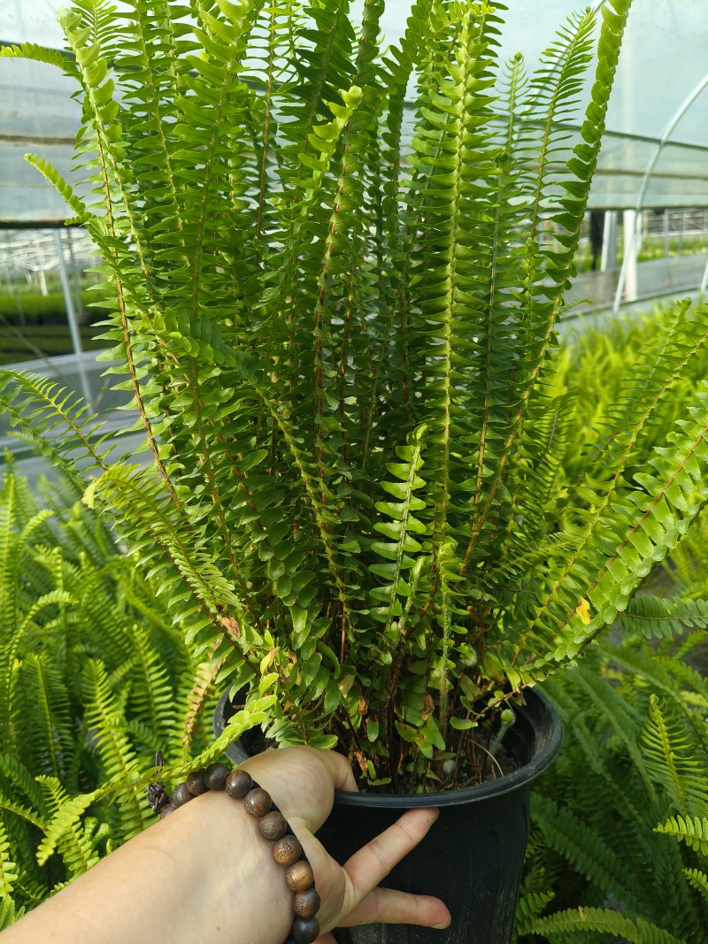 观叶植物肾蕨1加仑、2加仑、5加仑，基地有量，欢迎订购。
