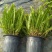 观叶植物肾蕨1加仑、2加仑、5加仑，基地有量，欢迎订购。