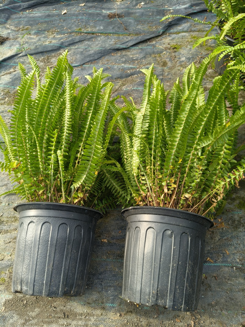 观叶植物肾蕨1加仑、2加仑、5加仑，基地有量，欢迎订购。