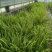 观叶植物肾蕨1加仑、2加仑、5加仑，基地有量，欢迎订购。