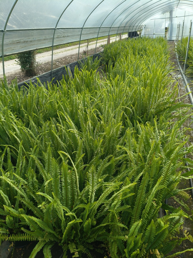 观叶植物肾蕨1加仑、2加仑、5加仑，基地有量，欢迎订购。
