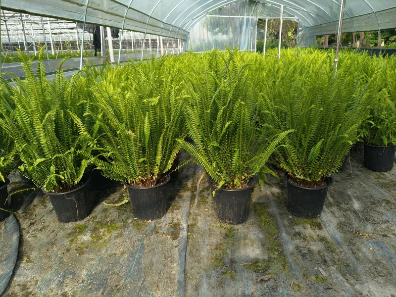 观叶植物肾蕨1加仑、2加仑、5加仑，基地有量，欢迎订购。
