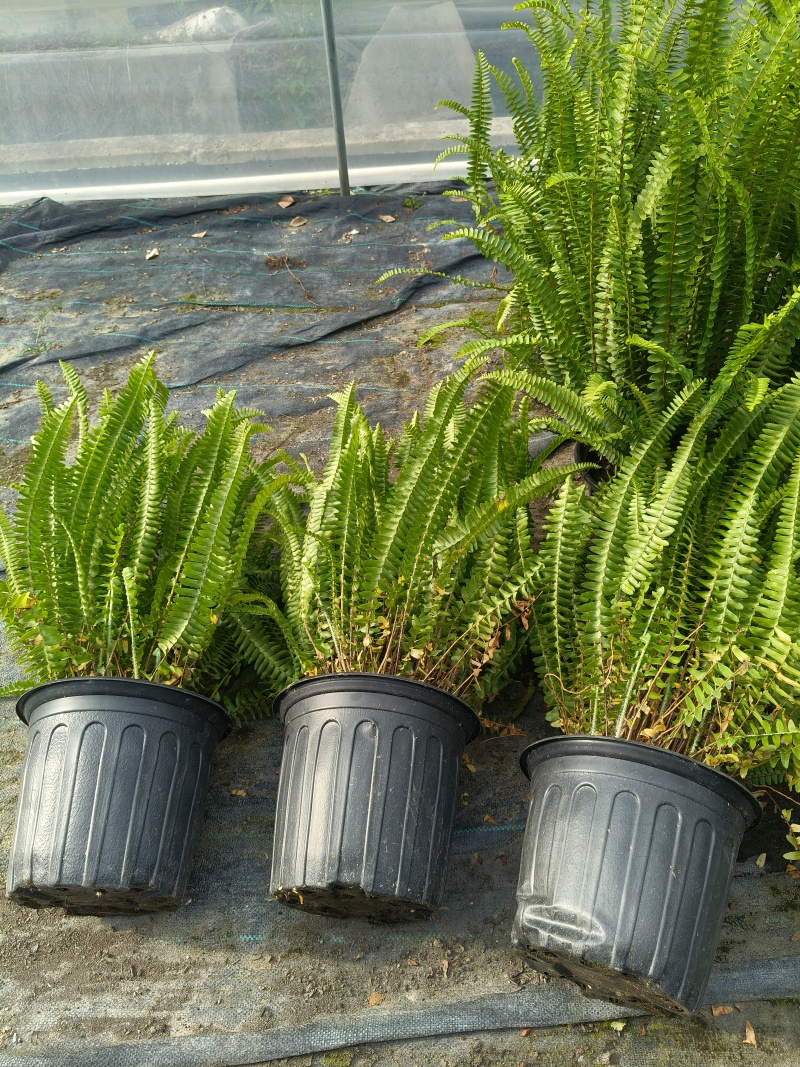 观叶植物肾蕨1加仑、2加仑、5加仑，基地有量，欢迎订购。