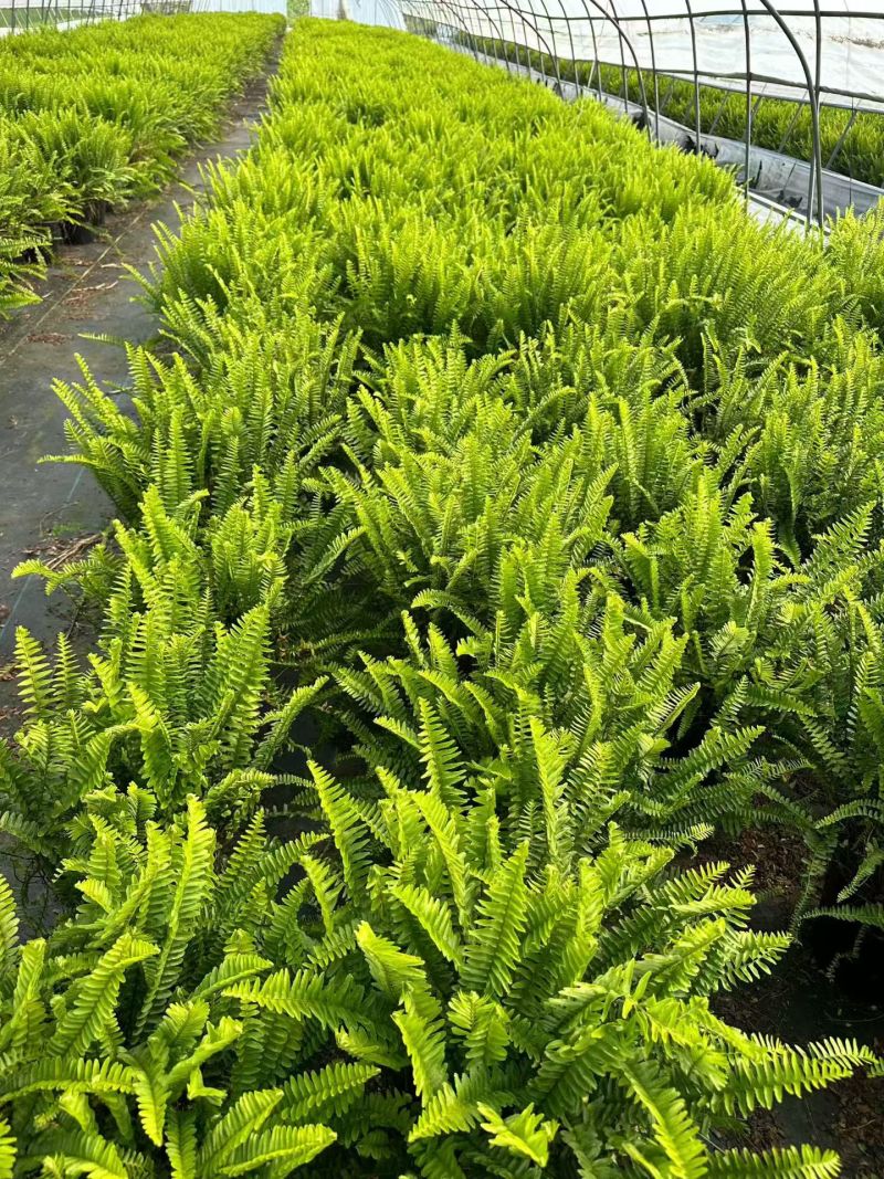 观叶植物肾蕨1加仑、2加仑、5加仑，基地有量，欢迎订购。