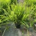 观叶植物肾蕨1加仑、2加仑、5加仑，基地有量，欢迎订购。