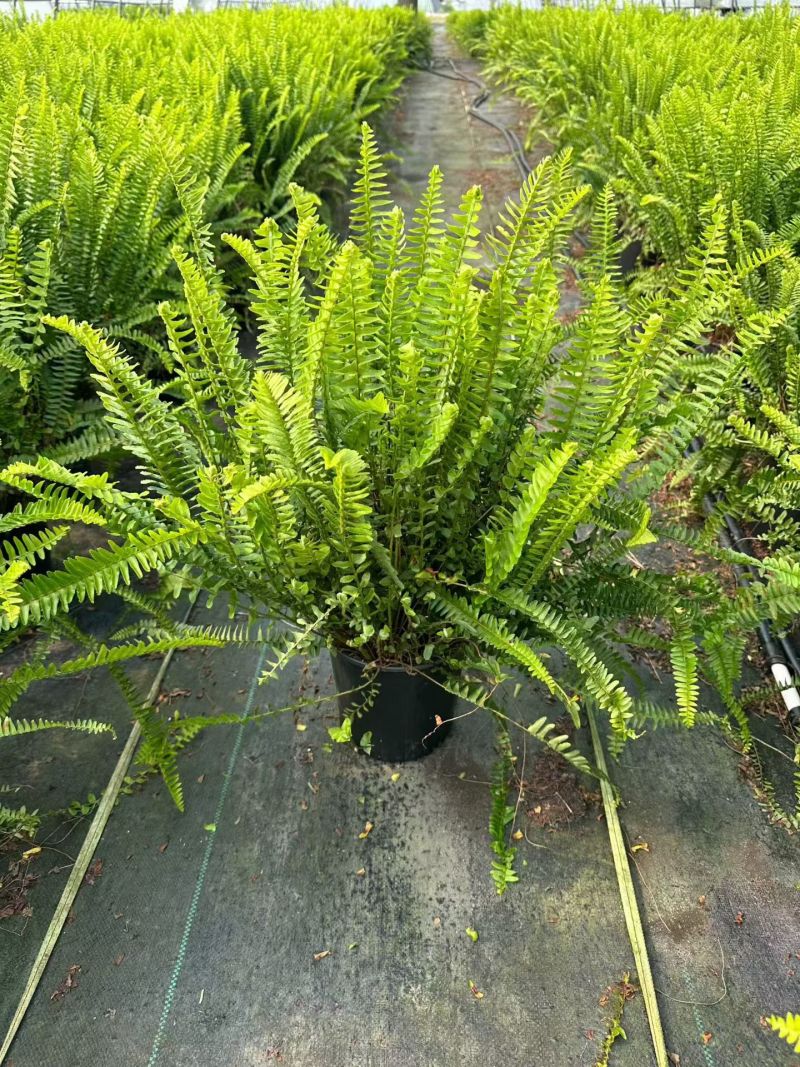 观叶植物肾蕨1加仑、2加仑、5加仑，基地有量，欢迎订购。