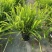 观叶植物肾蕨1加仑、2加仑、5加仑，基地有量，欢迎订购。