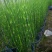水生植物木贼，1加仑、2加仑，基地有量，欢迎订购。
