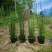 水生植物木贼，1加仑、2加仑，基地有量，欢迎订购。