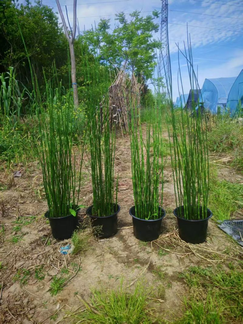水生植物木贼，1加仑、2加仑，基地有量，欢迎订购。
