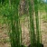 水生植物木贼，1加仑、2加仑，基地有量，欢迎订购。