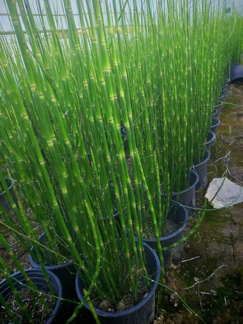水生植物木贼，1加仑、2加仑，基地有量，欢迎订购。
