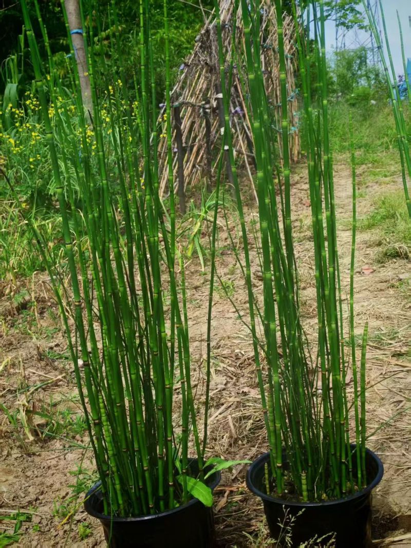 水生植物木贼，1加仑、2加仑，基地有量，欢迎订购。