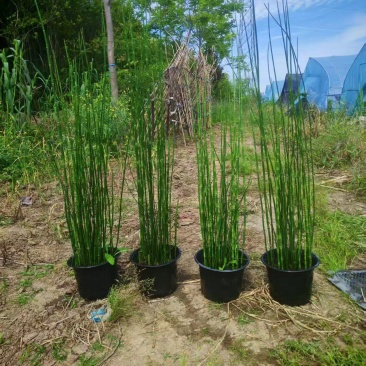 水生植物木贼，1加仑、2加仑，基地有量，欢迎订购。