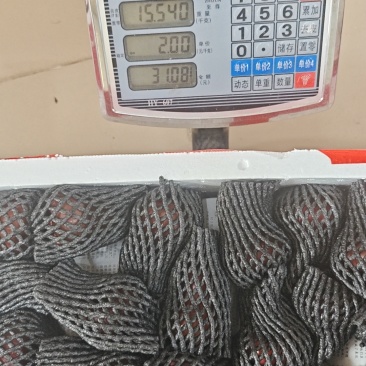 黑金刚莲雾每天采摘发货欢迎光临