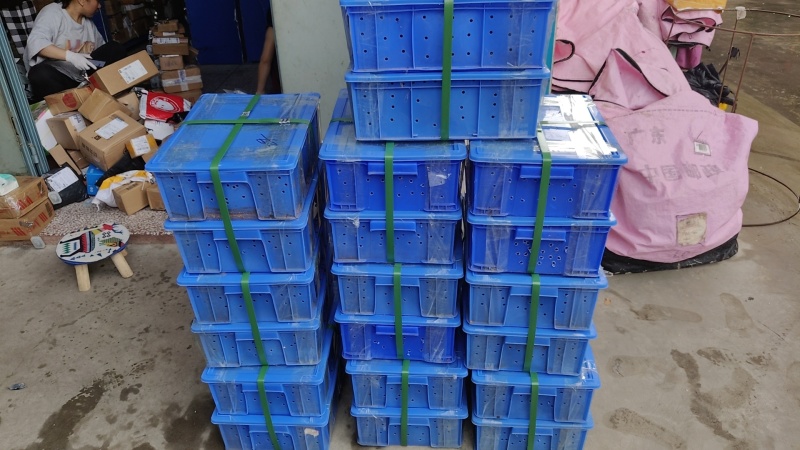 新一代种虫拿1万对出来搞福利。