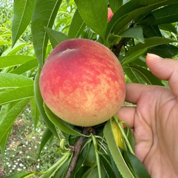 简阳桃子