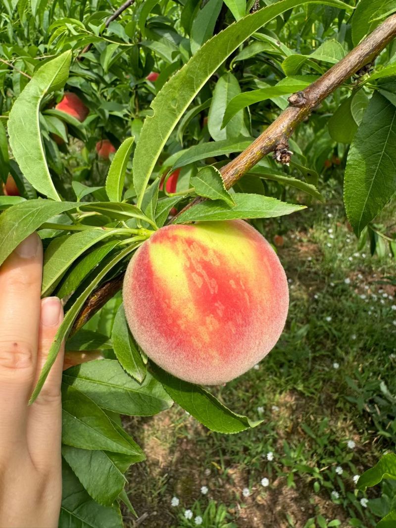 简阳桃子