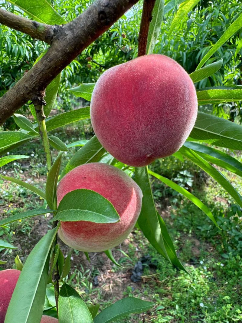 简阳桃子