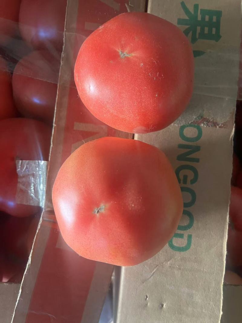 精品西红柿大量上市中，一手货源价格便宜欢迎咨询