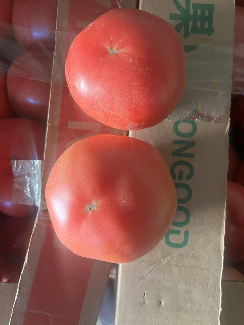 精品西红柿大量上市中，一手货源价格便宜欢迎咨询