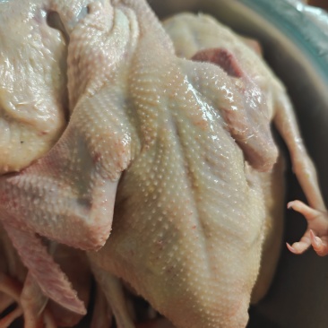 鸽子