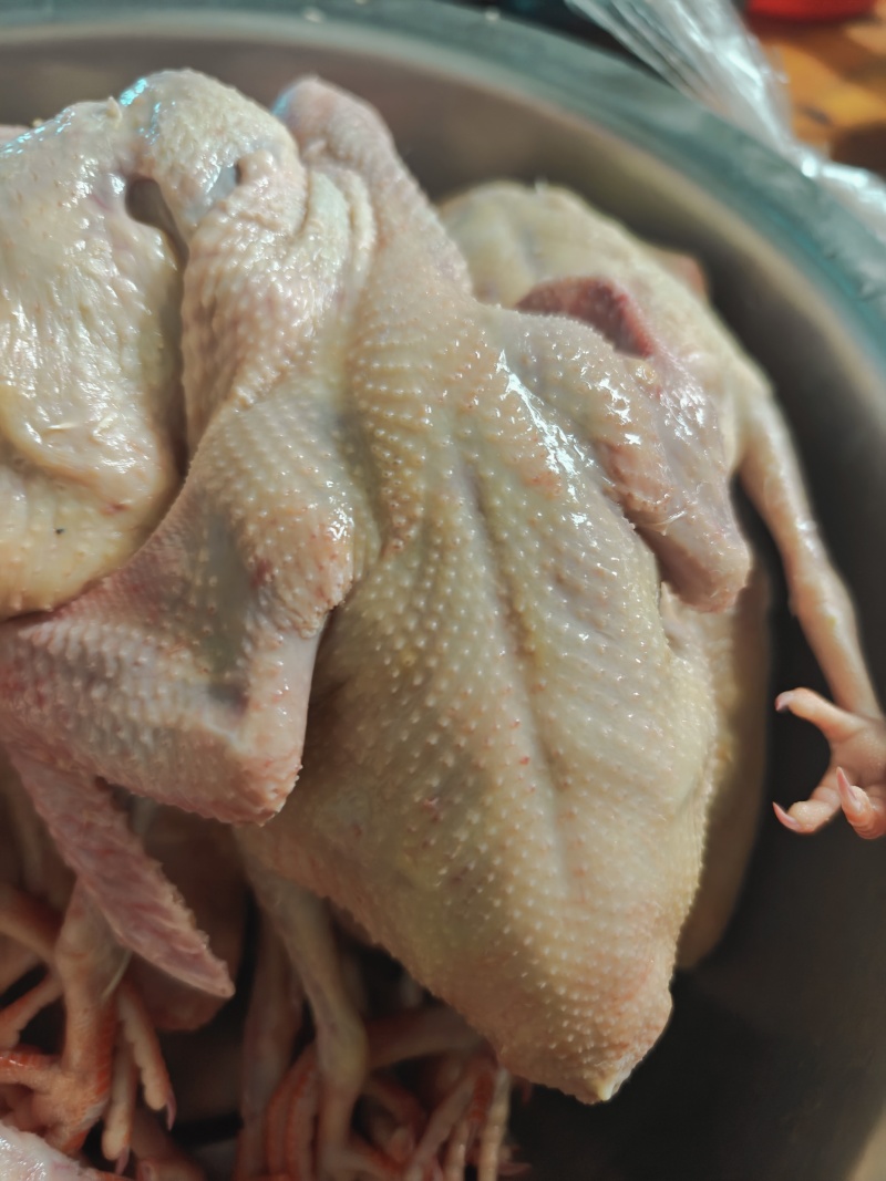 鸽子