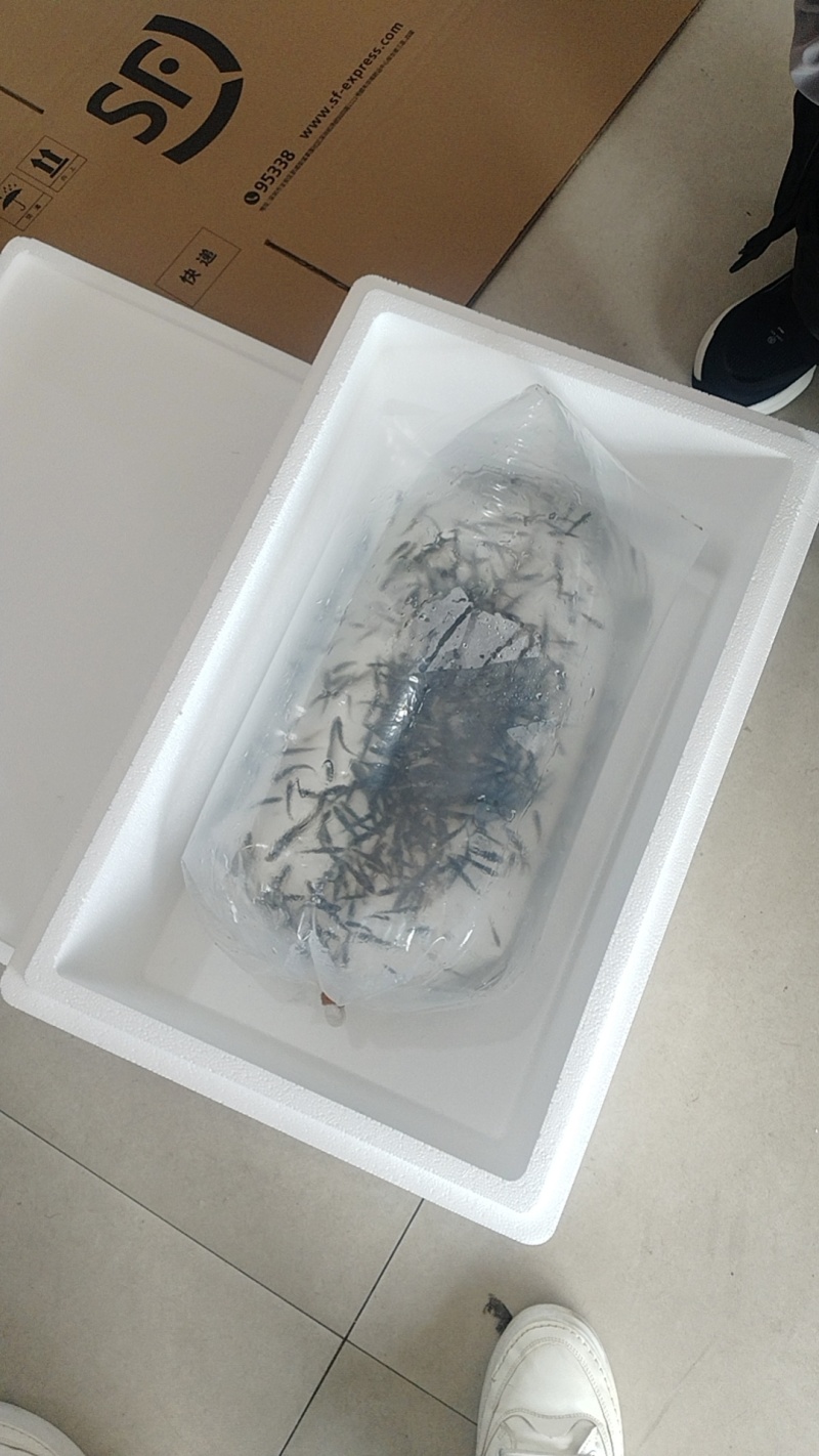 七星鲈鱼苗