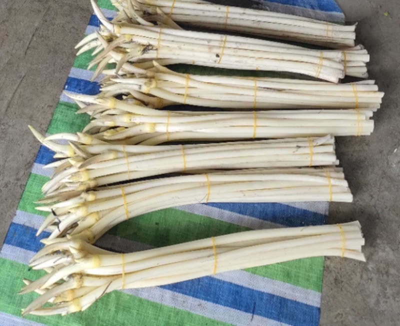 产发直发新鲜藕带，品质有保障，欢迎咨询订购