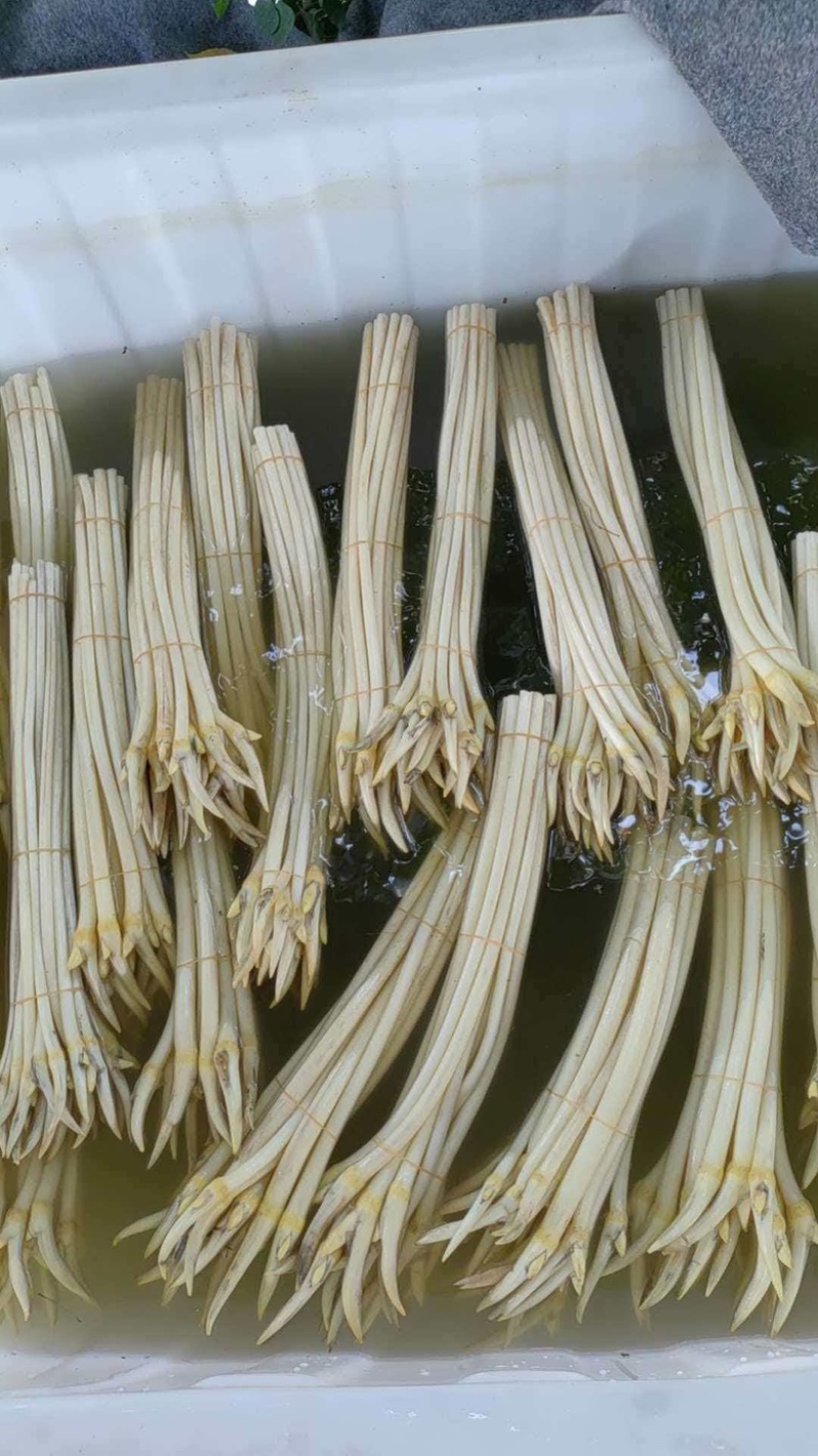 产发直发新鲜藕带，品质有保障，欢迎咨询订购