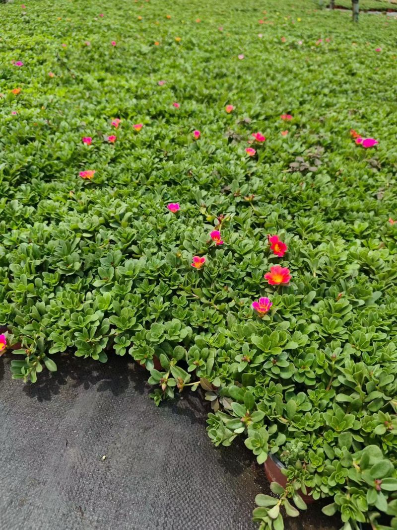 观花植物太阳花190盆，基地有量，欢迎来一亩田订购。