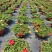 观花植物太阳花190盆，基地有量，欢迎来一亩田订购。