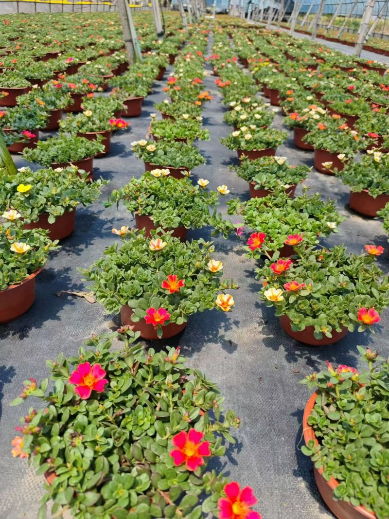 观花植物太阳花190盆，基地有量，欢迎来一亩田订购。