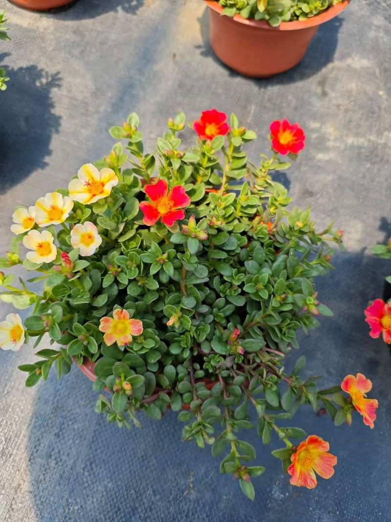 观花植物太阳花190盆，基地有量，欢迎来一亩田订购。