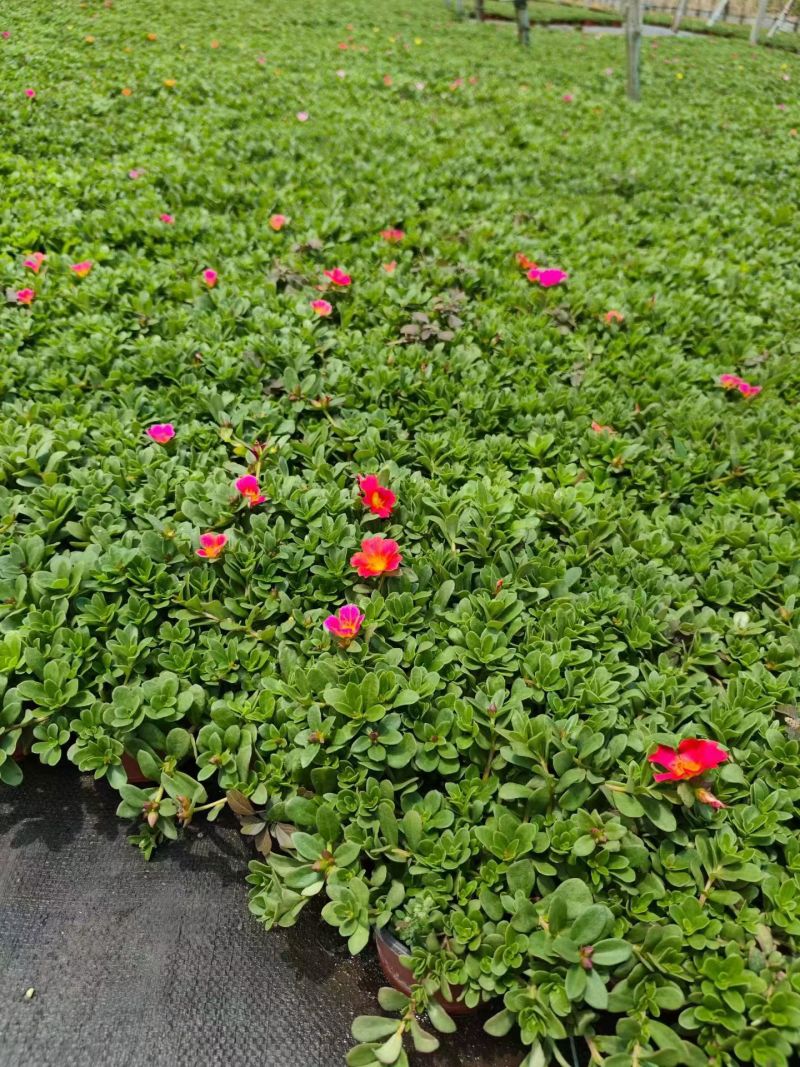 观花植物太阳花190盆，基地有量，欢迎来一亩田订购。