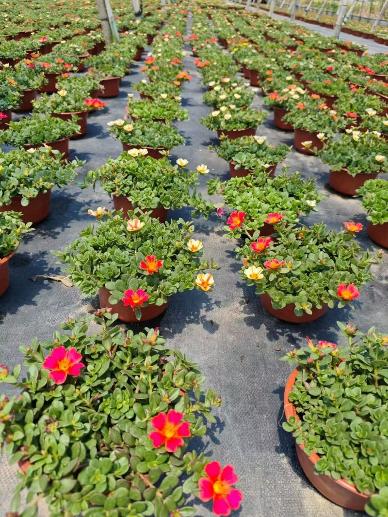 观花植物太阳花190盆，基地有量，欢迎来一亩田订购。