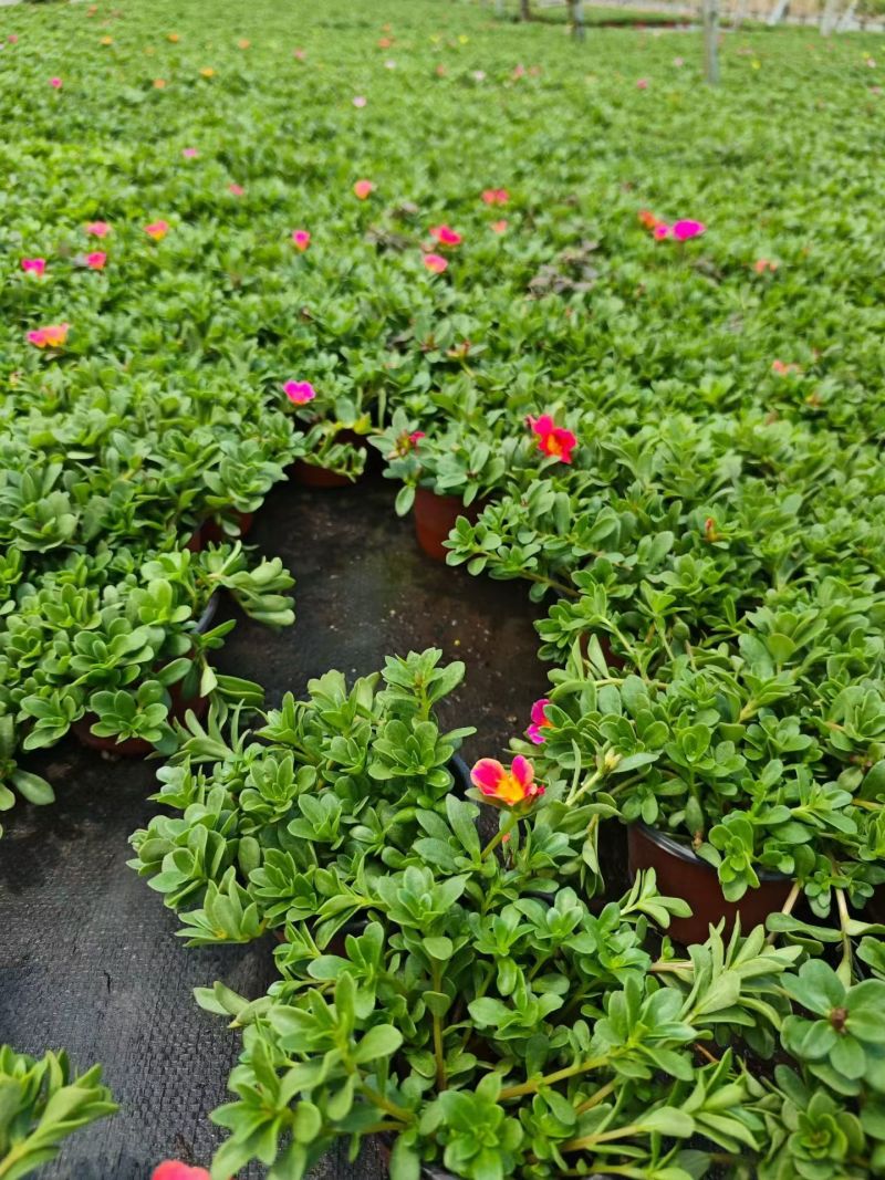 观花植物太阳花190盆，基地有量，欢迎来一亩田订购。