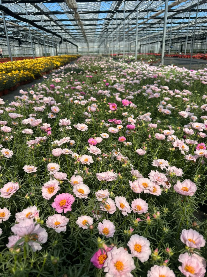 观花植物太阳花190盆，基地有量，欢迎来一亩田订购。