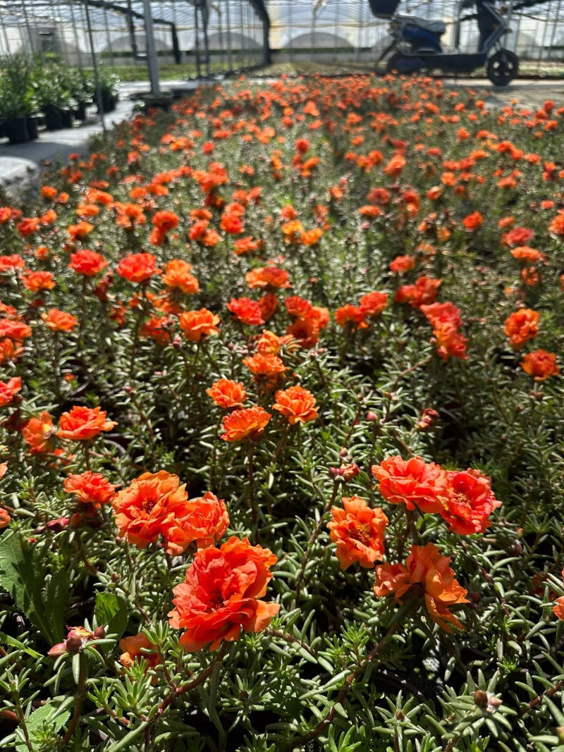 观花植物太阳花190盆，基地有量，欢迎来一亩田订购。