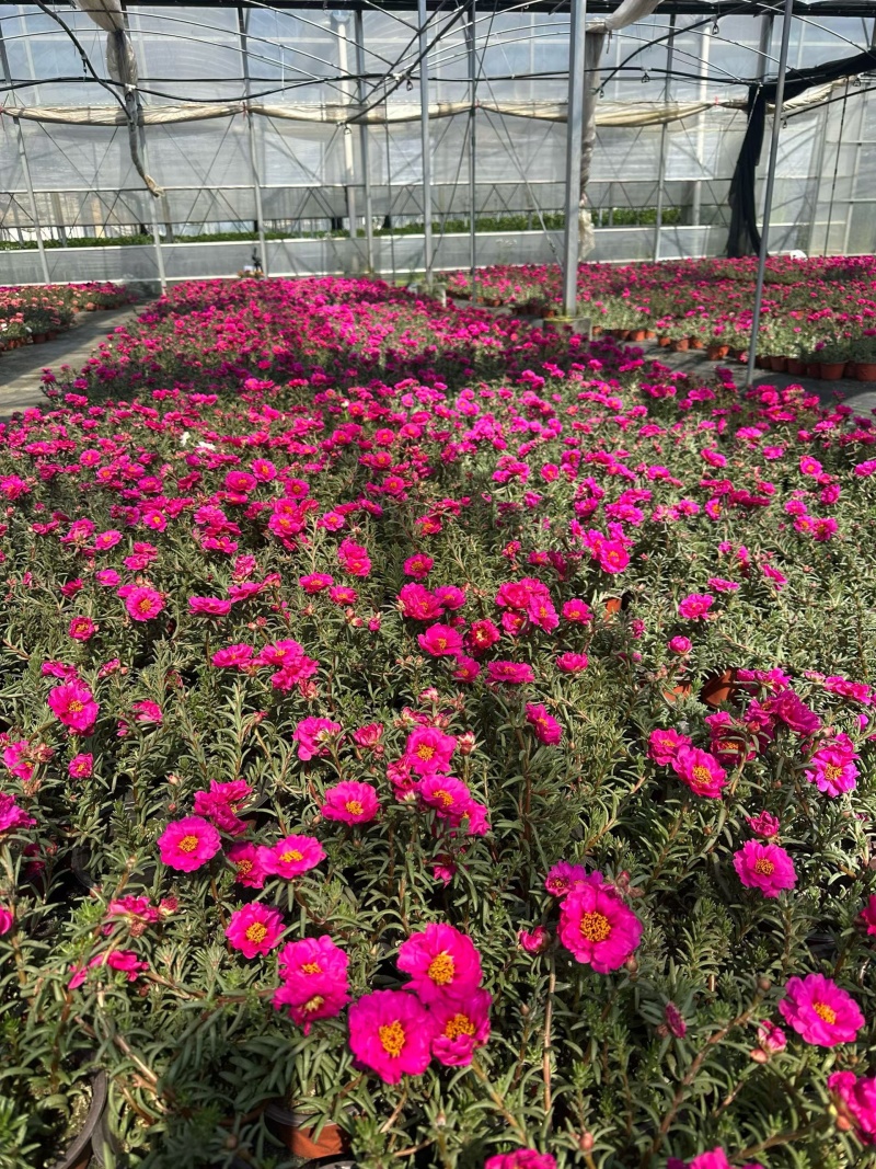 观花植物太阳花190盆，基地有量，欢迎来一亩田订购。